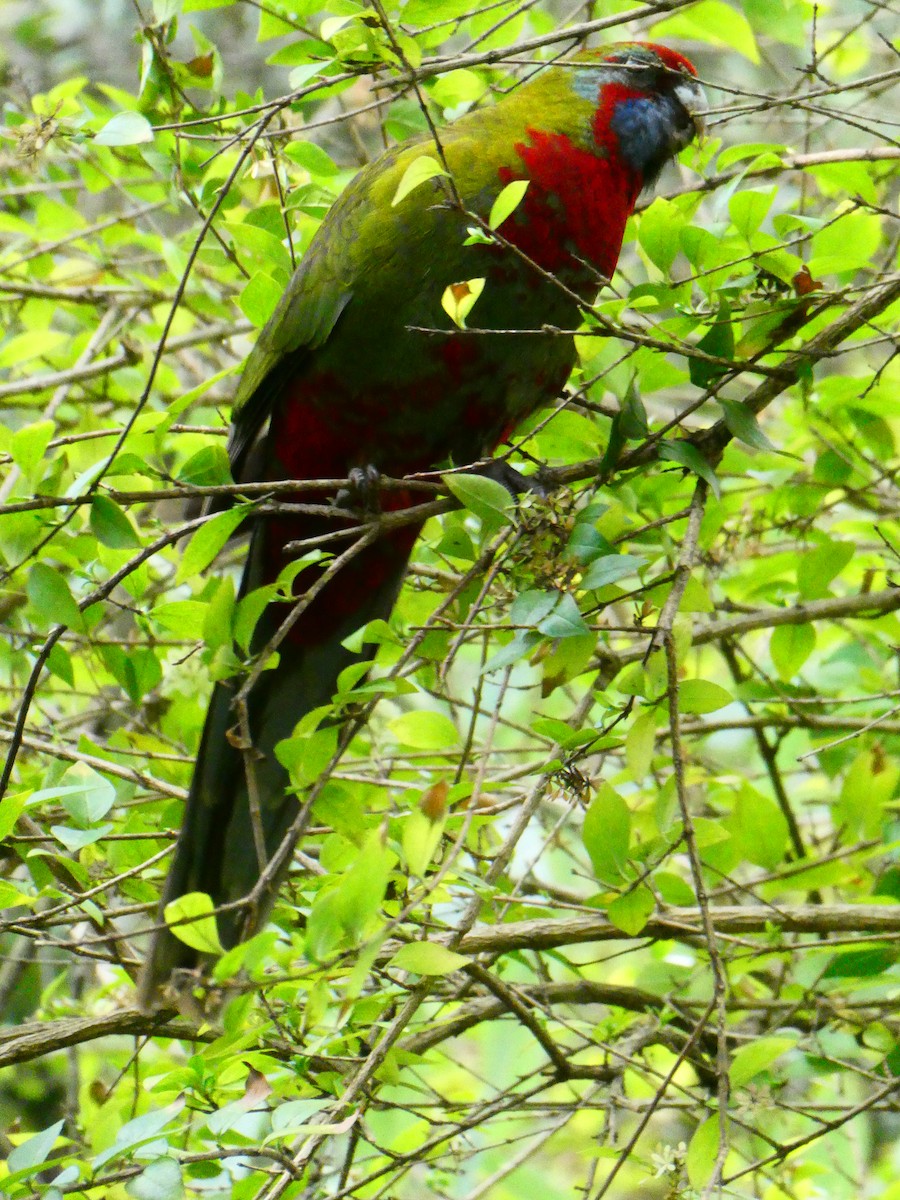 Crimson Rosella - ML620705875