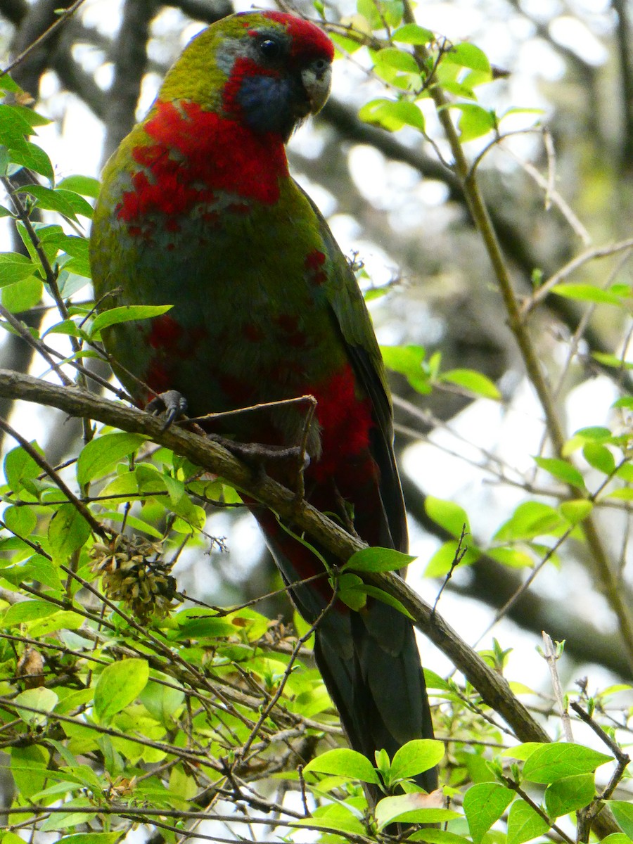 Crimson Rosella - ML620705877