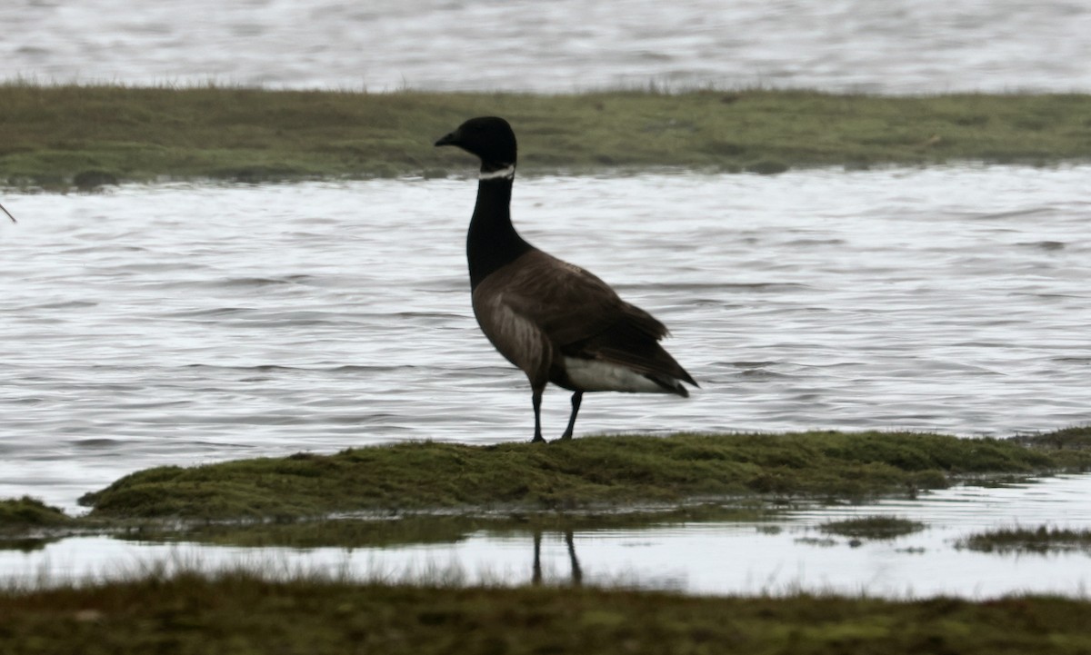 Barnacla Carinegra (nigricans) - ML620705878