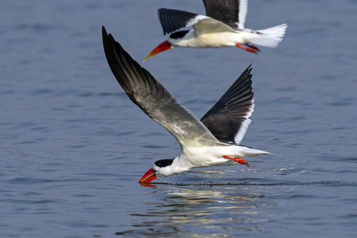 Indian Skimmer - Wachara  Sanguansombat