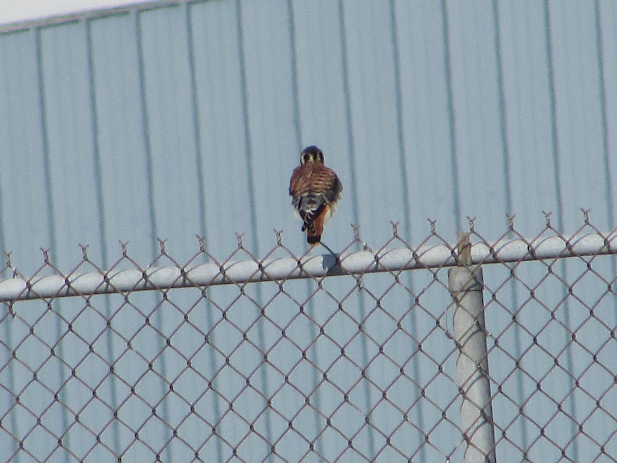 American Kestrel - ML620705883