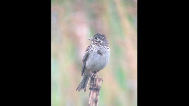 Vesper Sparrow - ML620705884