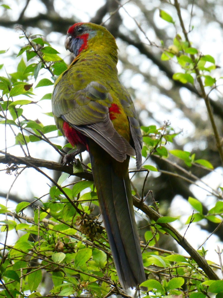 Crimson Rosella - ML620705885