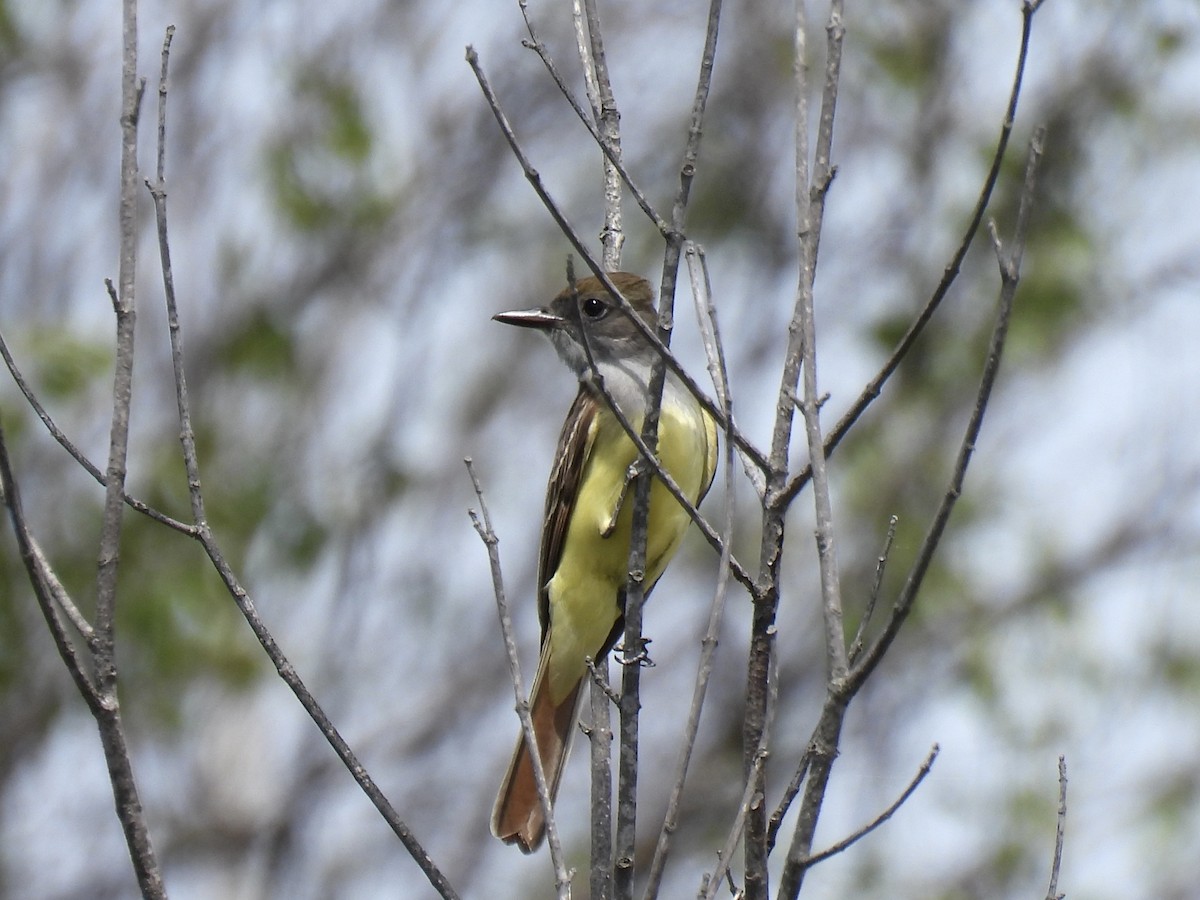 Great Crested Flycatcher - ML620705886