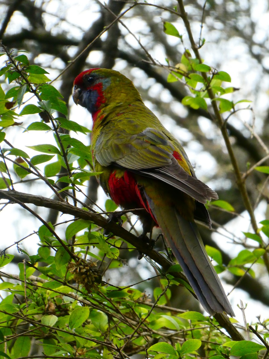 Crimson Rosella - ML620705887