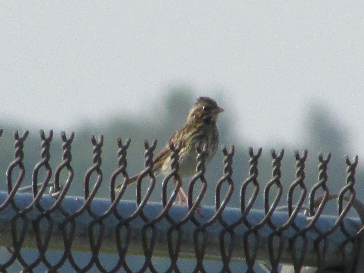 Savannah Sparrow - ML620705888