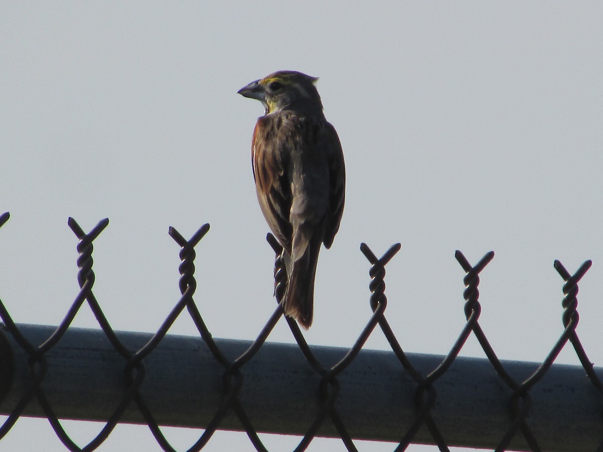 Dickcissel - ML620705890