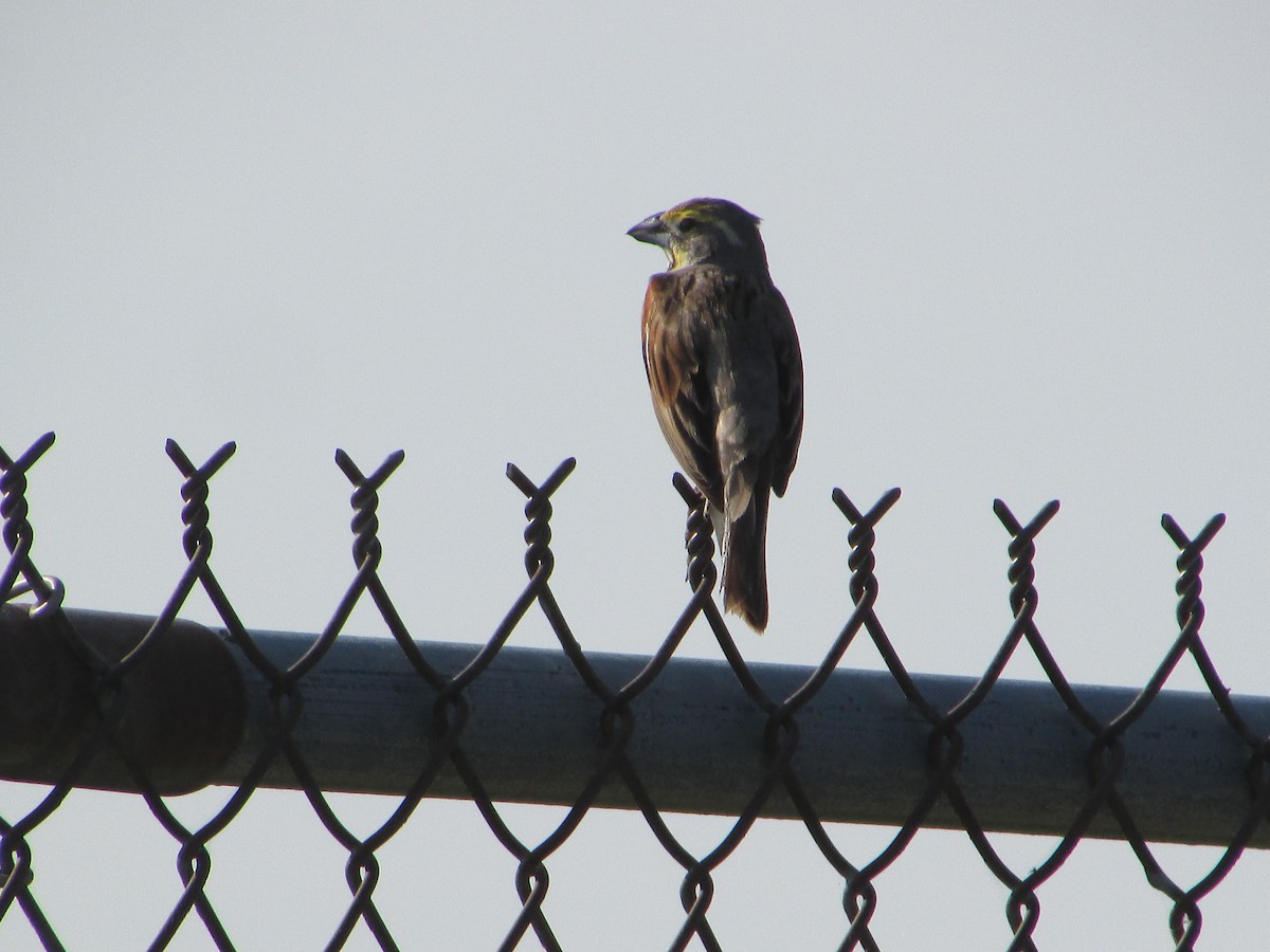 Dickcissel - ML620705891