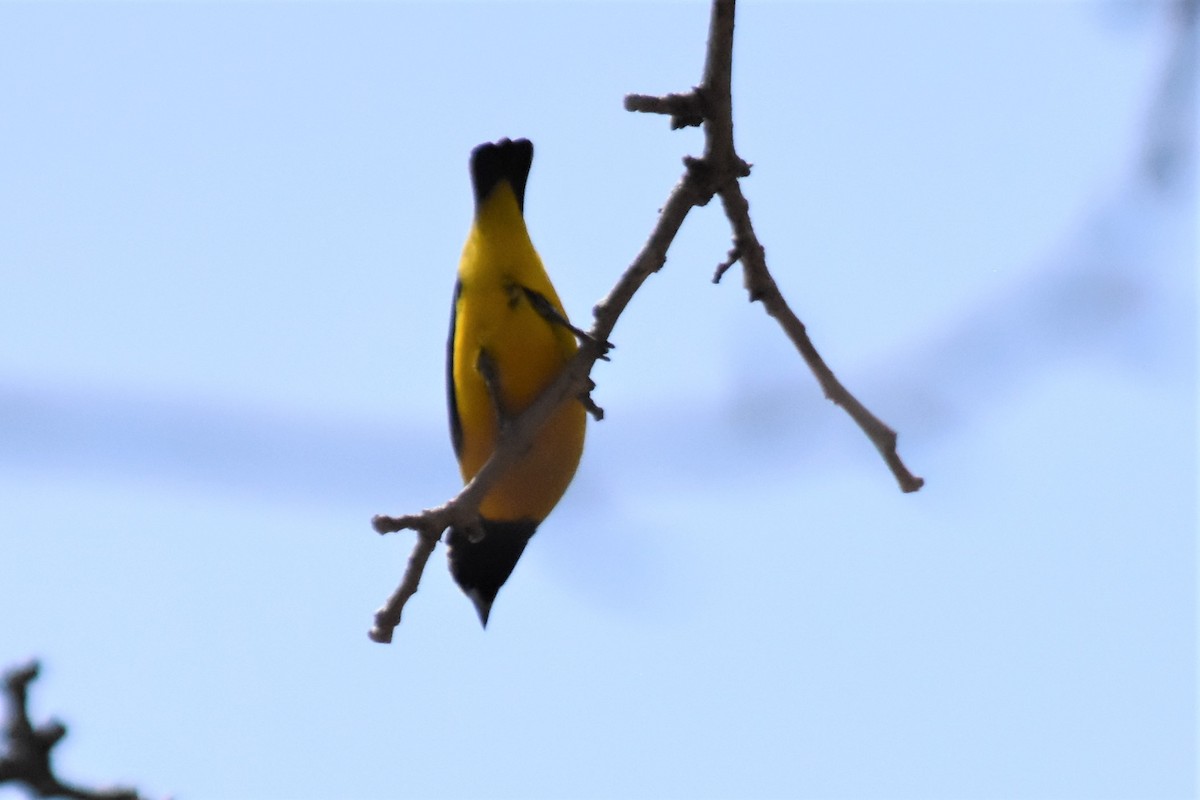 Streak-backed Oriole - ML620705892