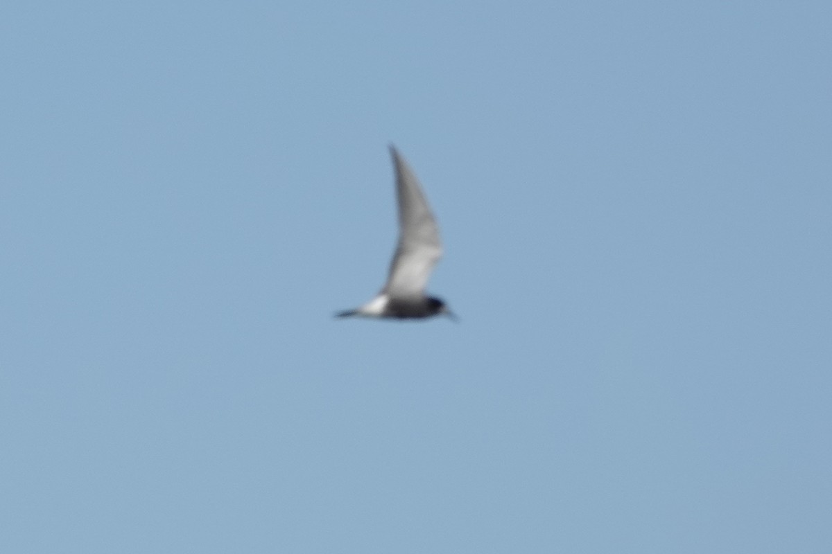 Black Tern - ML620705894