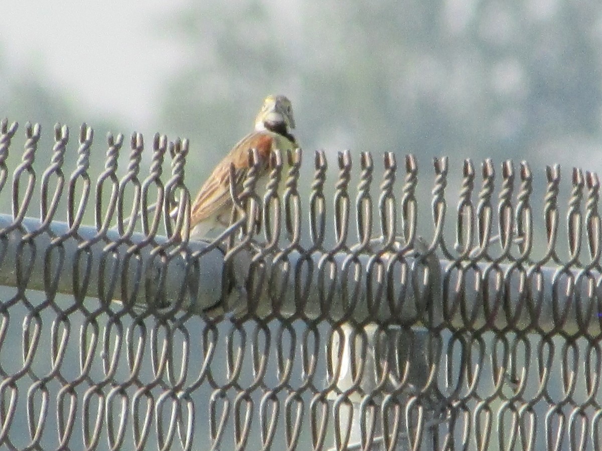 Dickcissel - Mark Rhodes