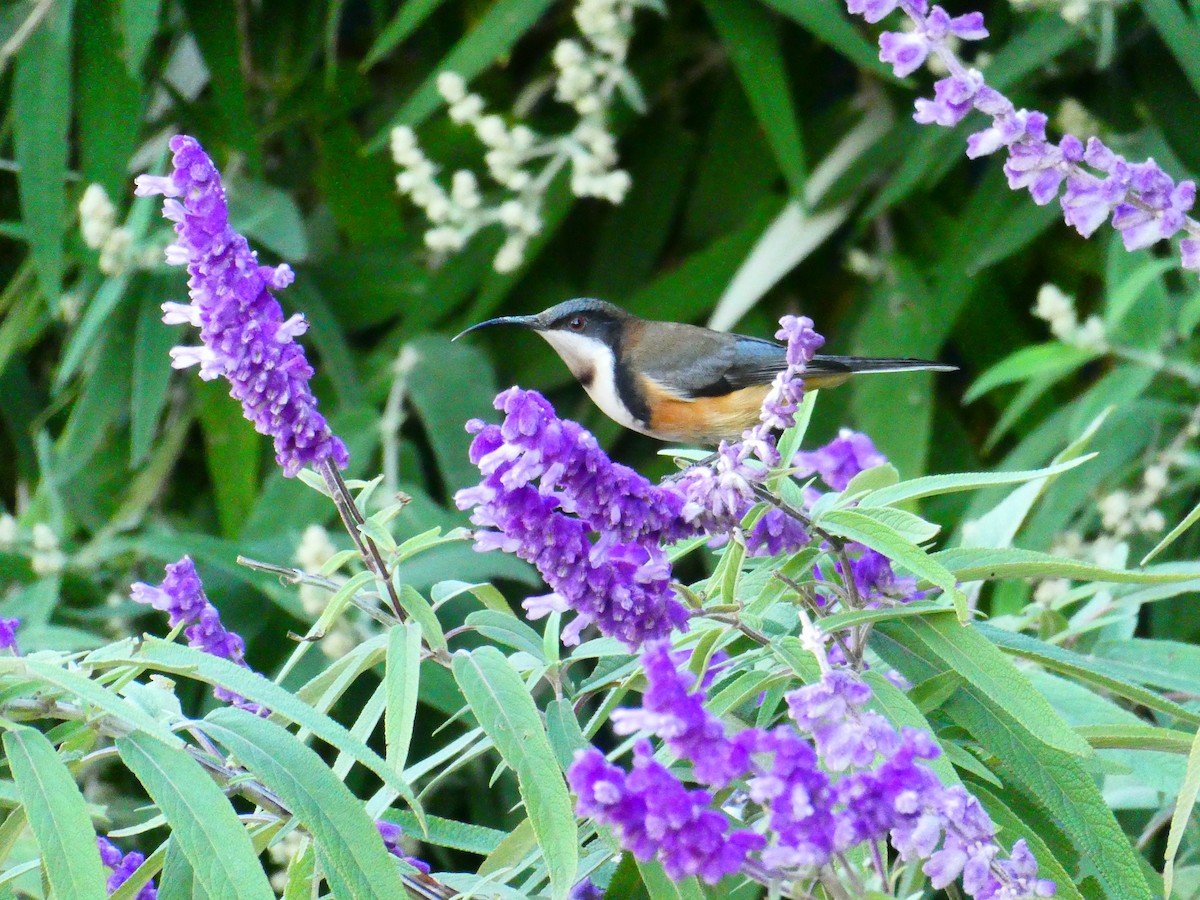 Eastern Spinebill - ML620705898