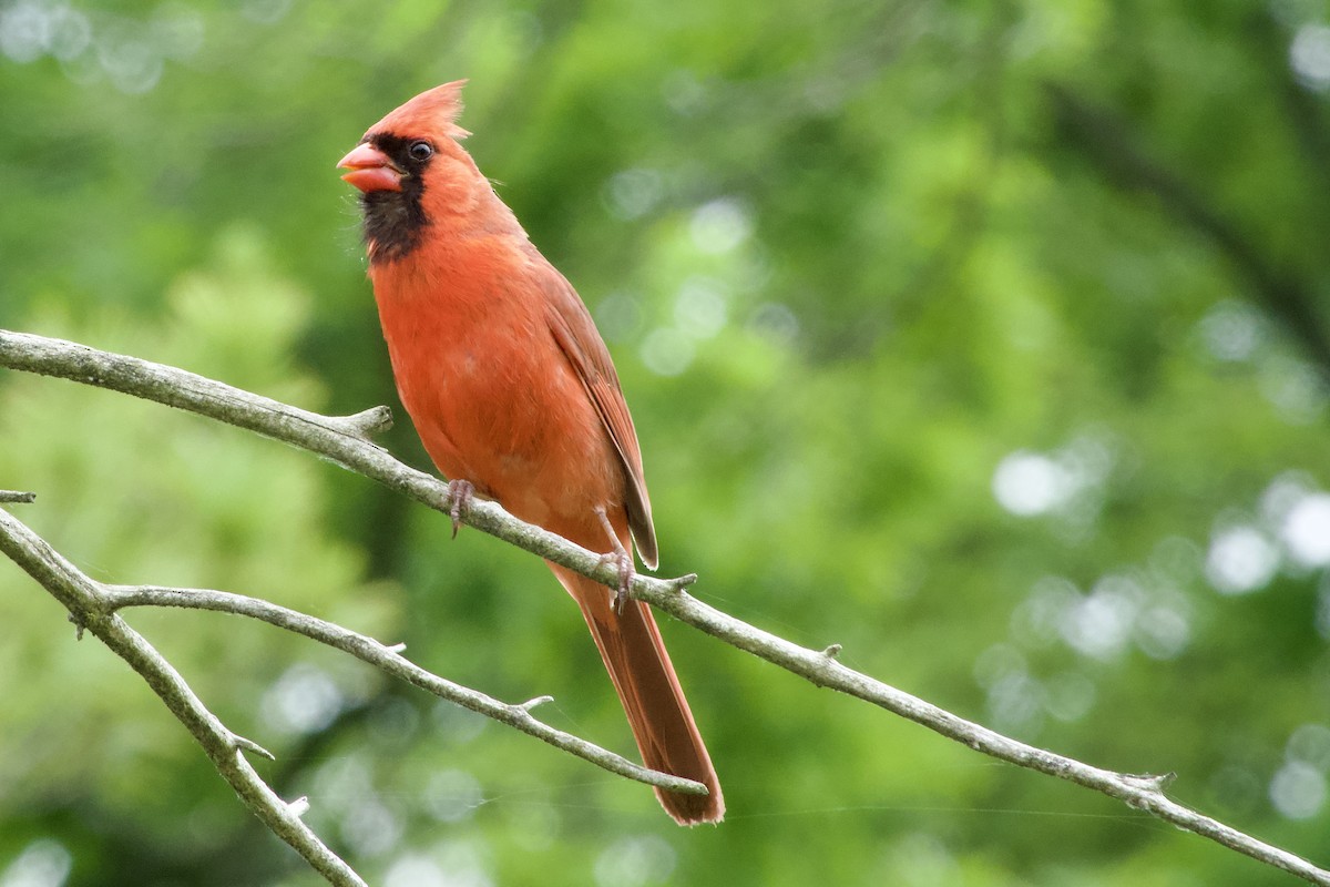 Cardinal rouge - ML620705899