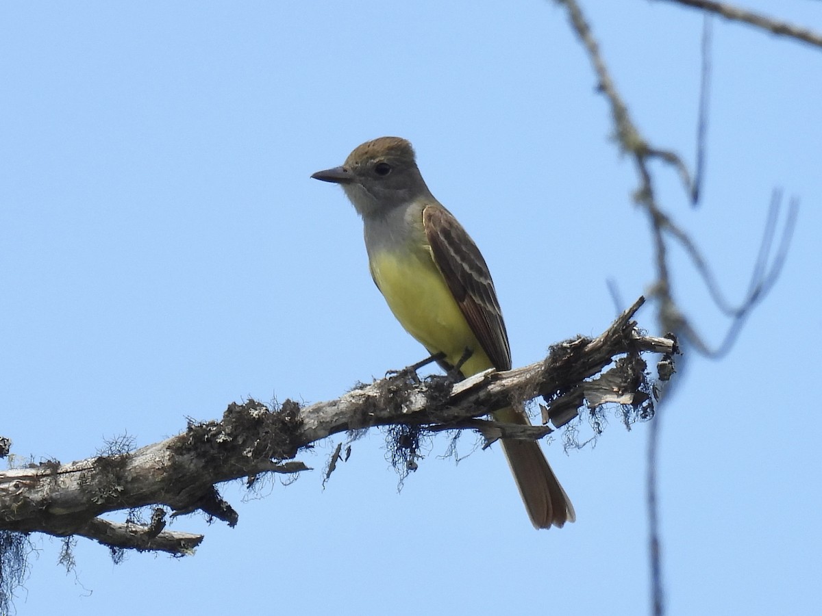 Great Crested Flycatcher - ML620705901