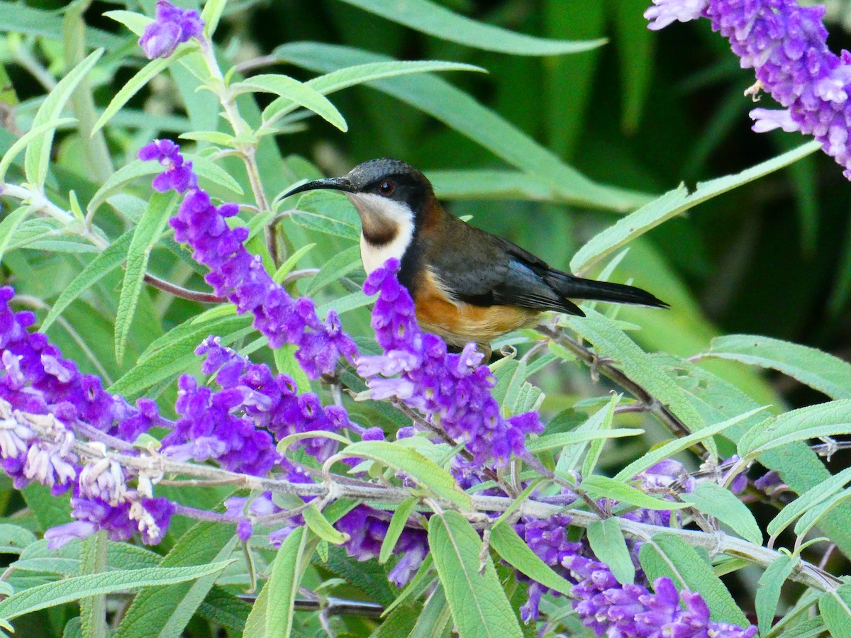 Eastern Spinebill - ML620705902