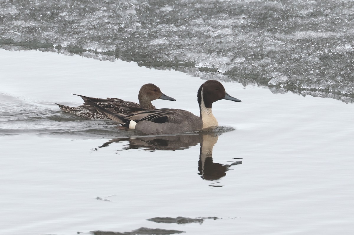 Northern Pintail - ML620705903