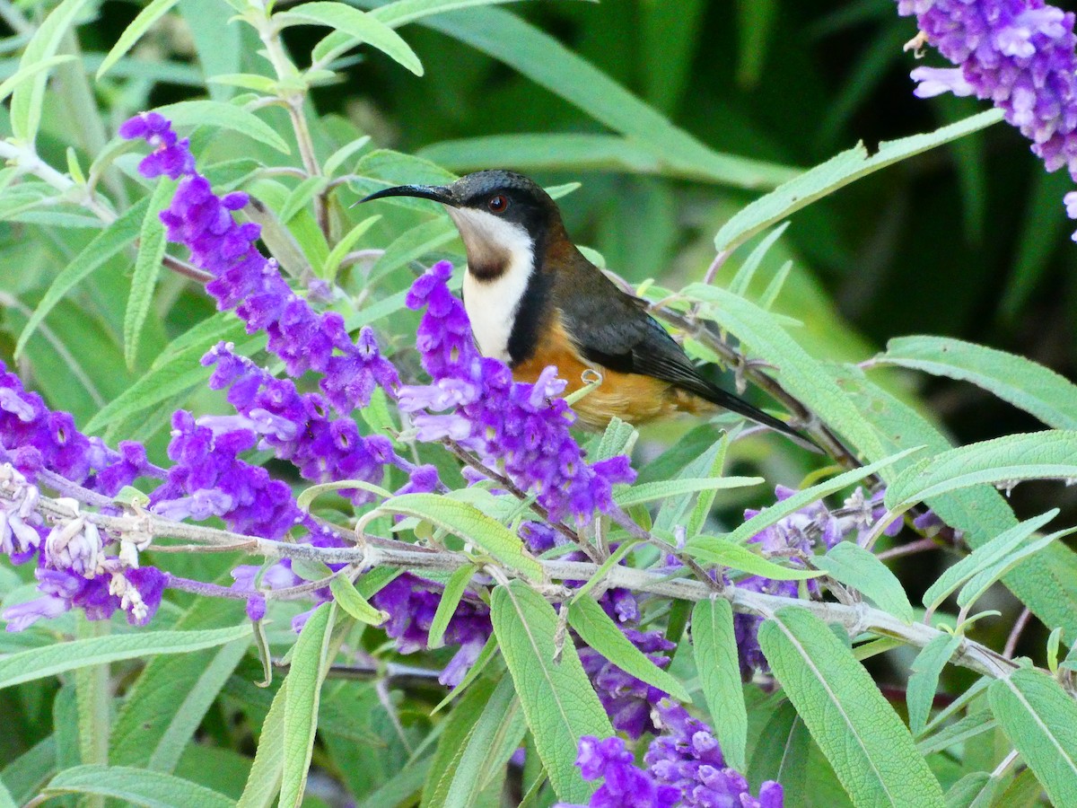 Eastern Spinebill - ML620705904