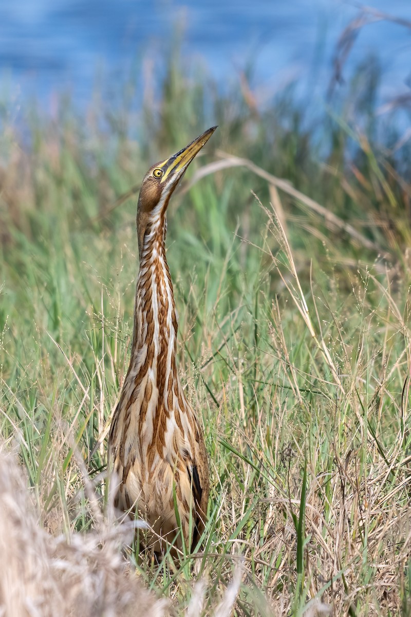 American Bittern - ML620705905