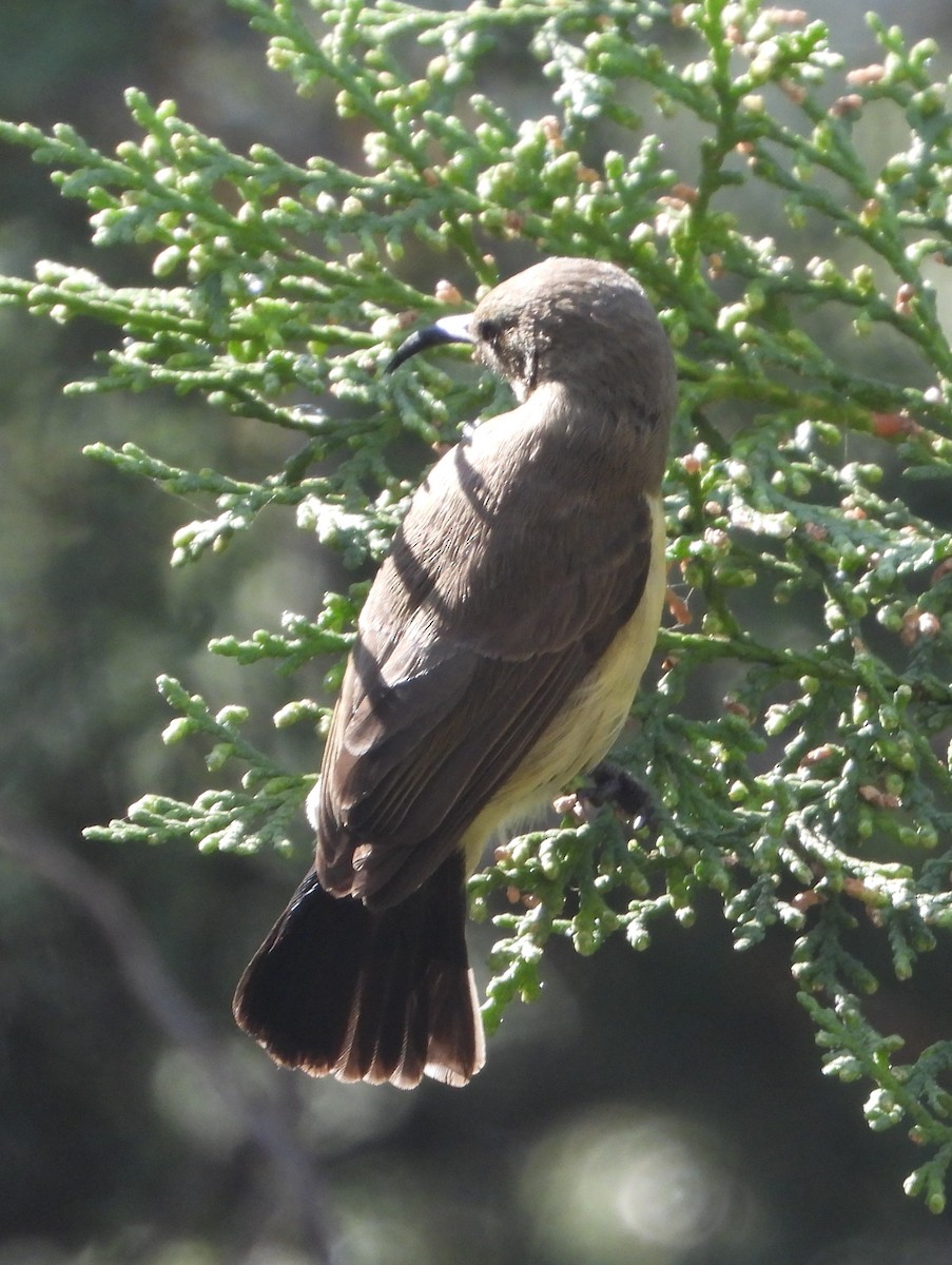 Bronze Mannikin - ML620705907