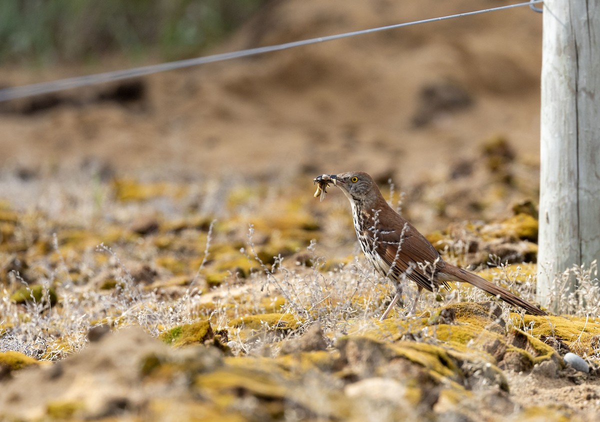 Brown Thrasher - Lonny Garris