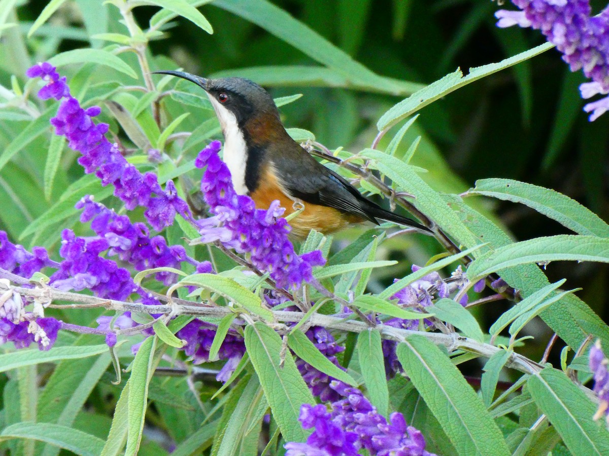 Eastern Spinebill - ML620705911