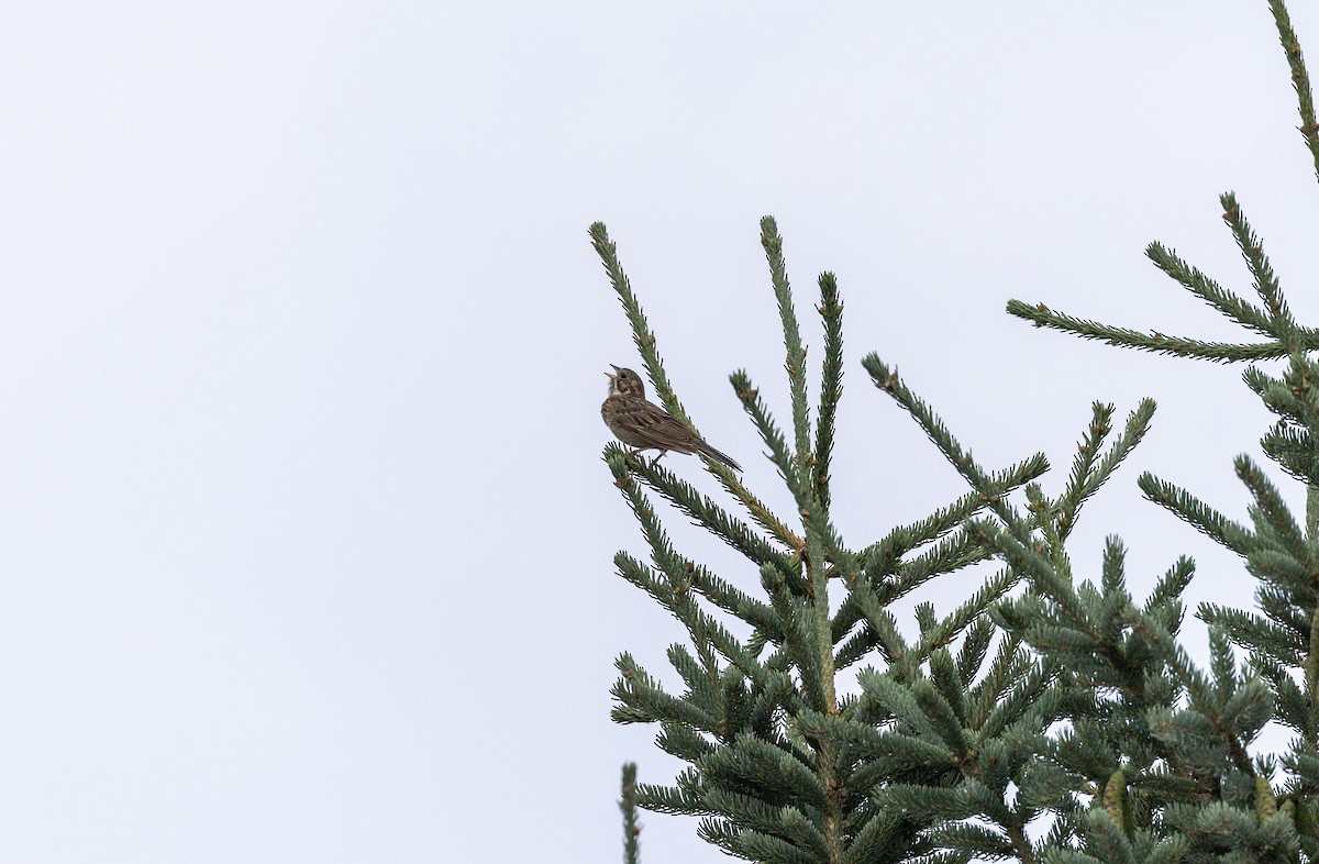 Vesper Sparrow - ML620705912