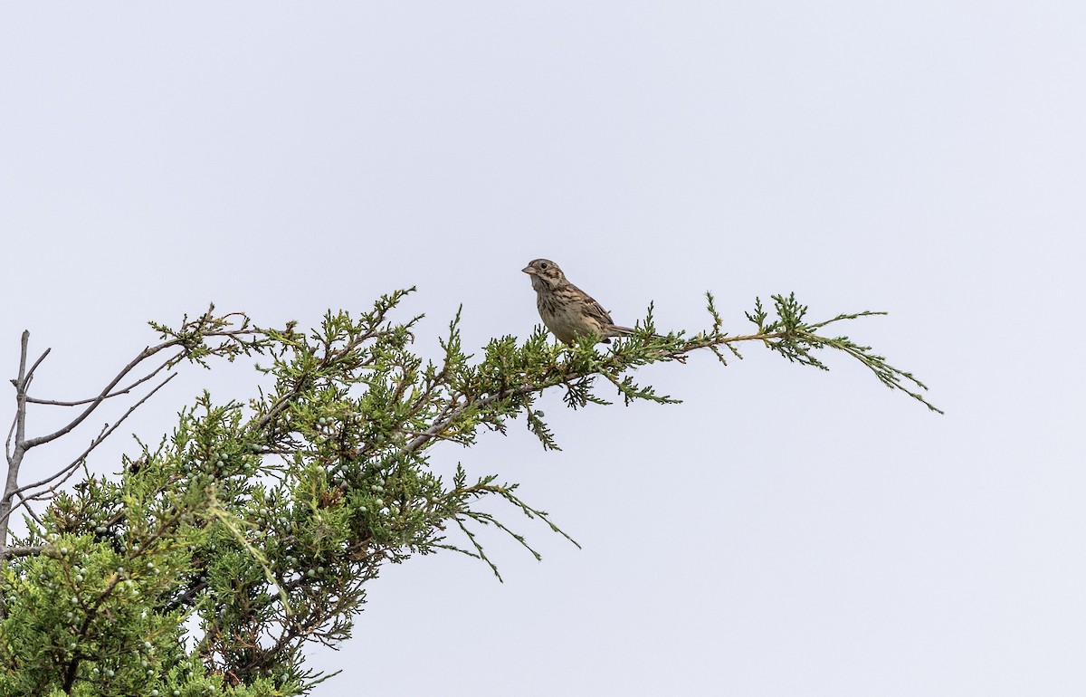 Vesper Sparrow - ML620705913