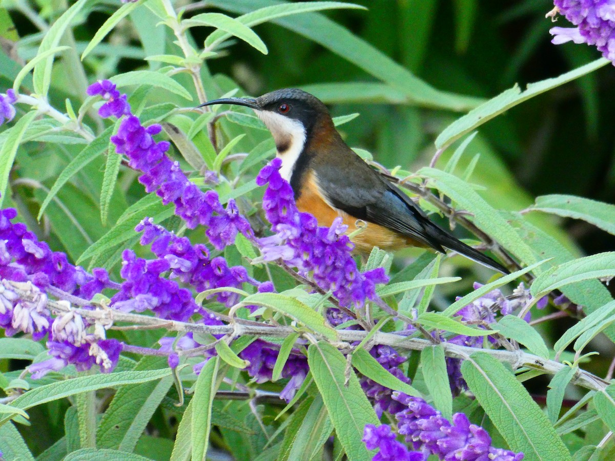 Eastern Spinebill - ML620705914