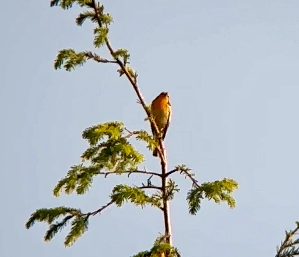 Blackburnian Warbler - ML620705918