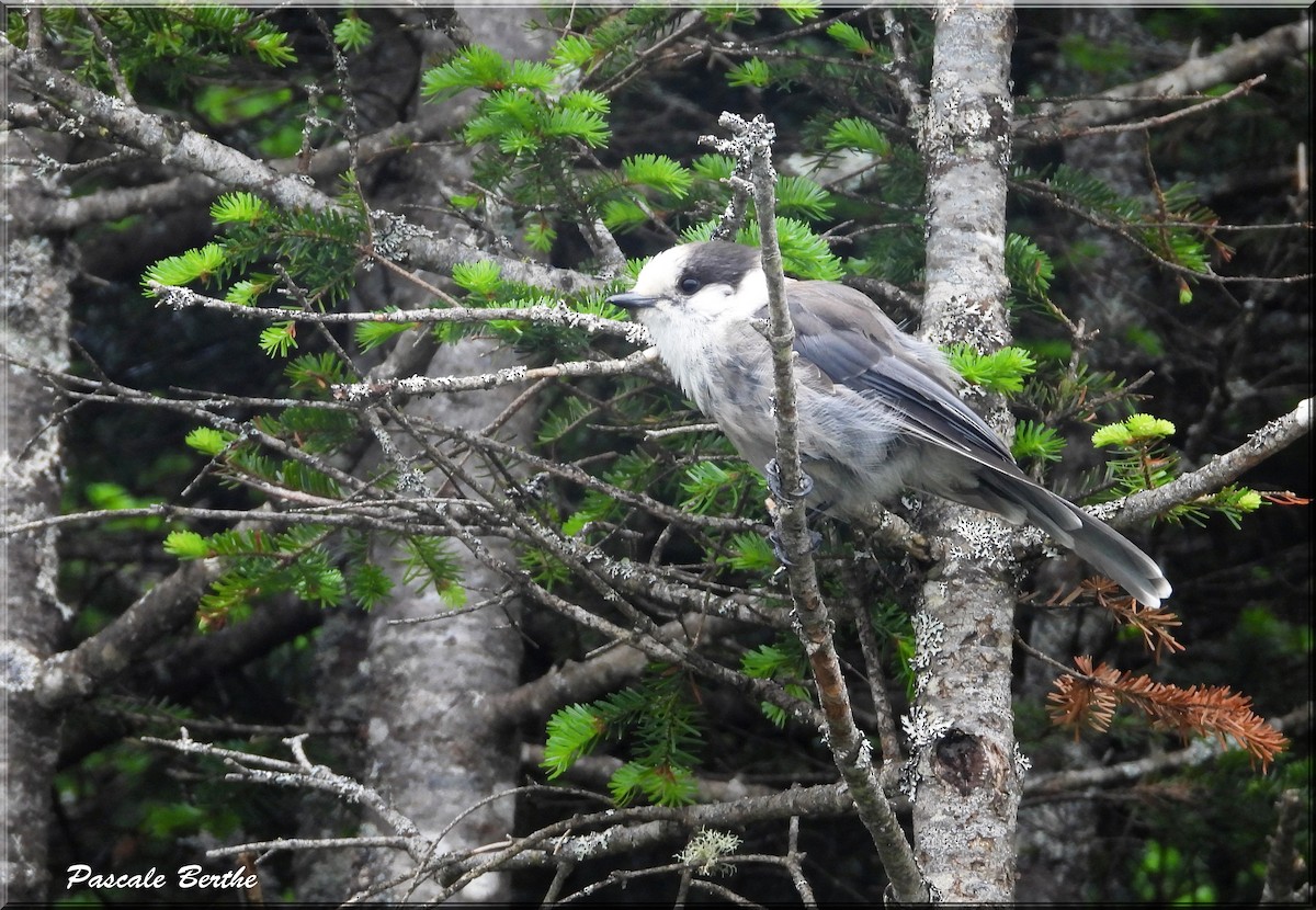 Canada Jay - ML620705927