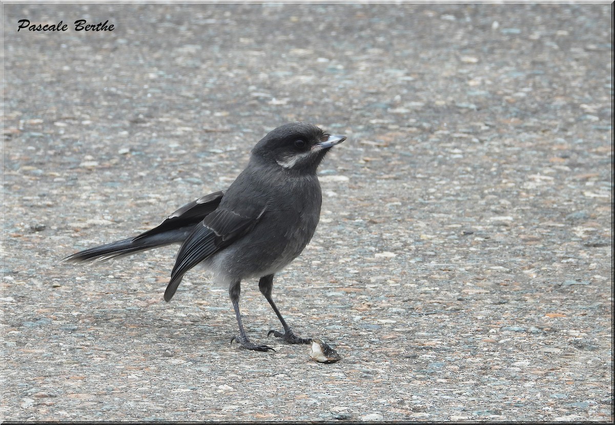 Canada Jay - ML620705928