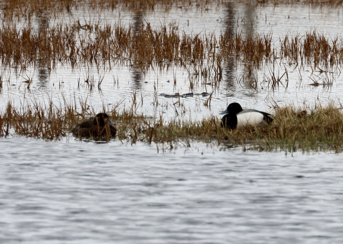 Greater Scaup - ML620705931