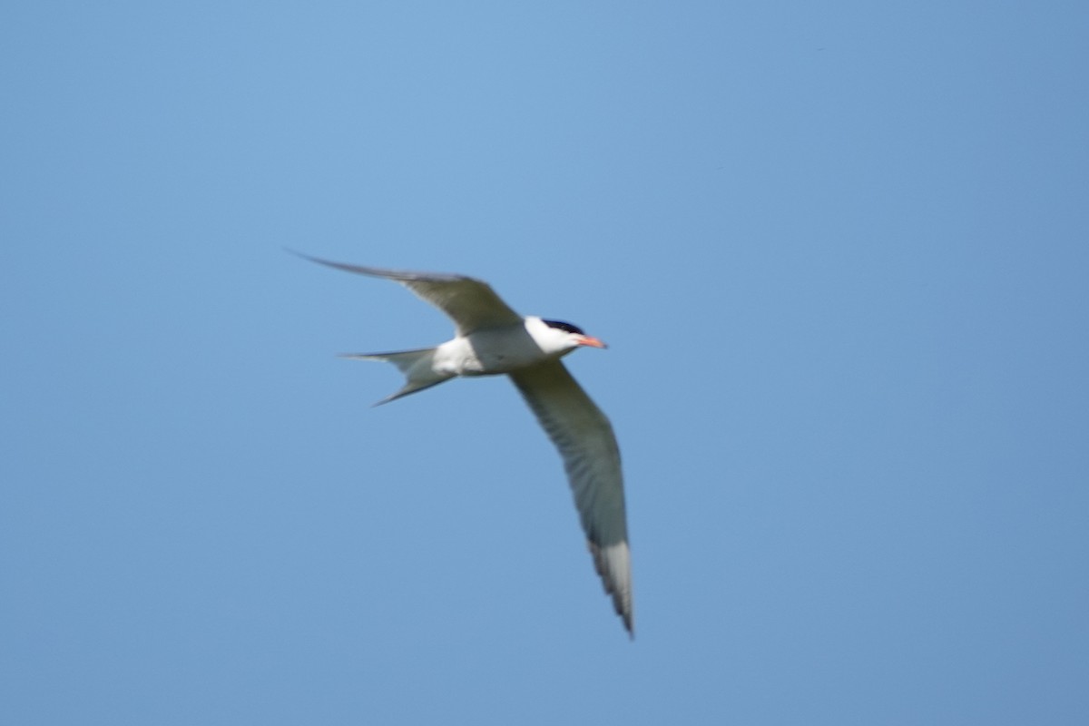 Common Tern - ML620705935