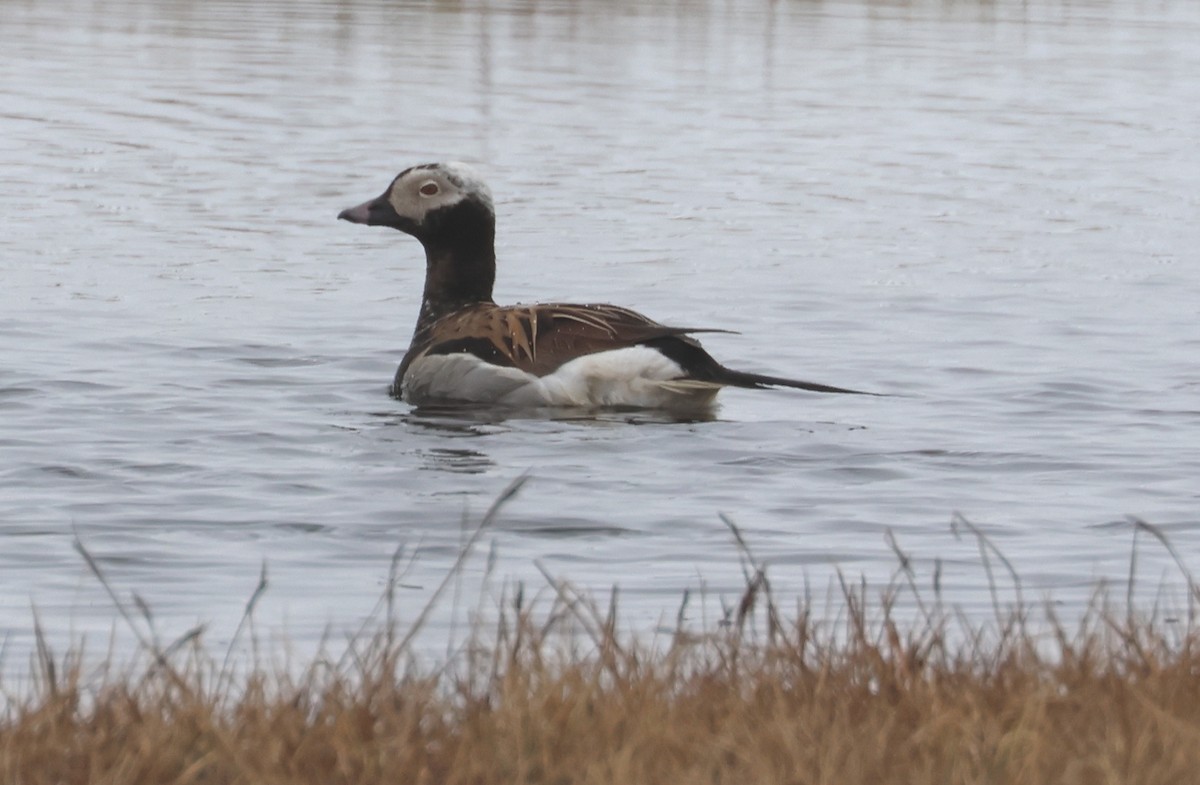 Long-tailed Duck - ML620705936