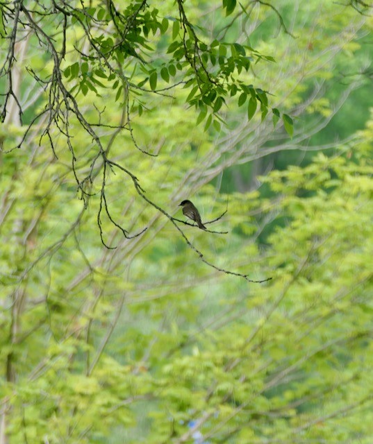 Eastern Phoebe - ML620705937