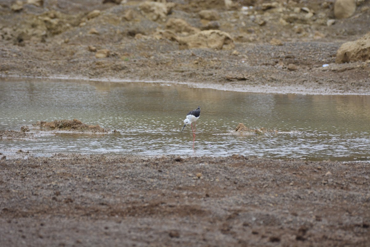 Black-winged Stilt - ML620705939