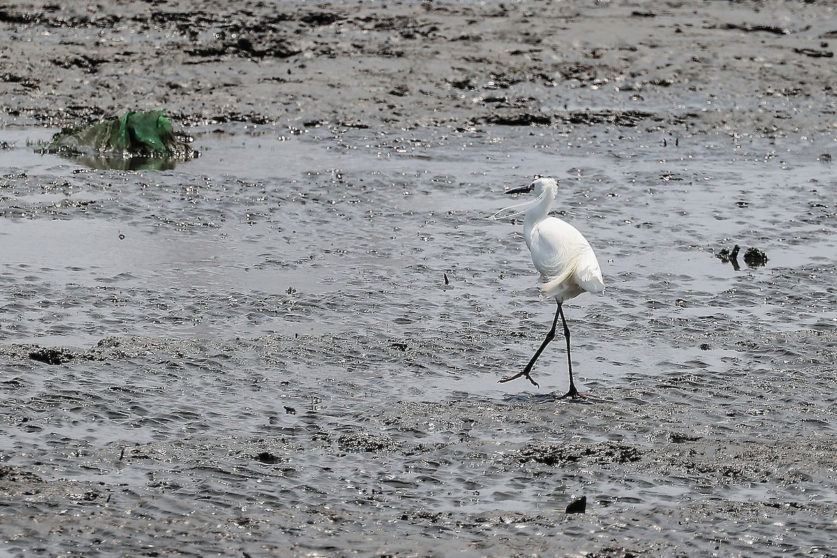 Little Egret - ML620705940