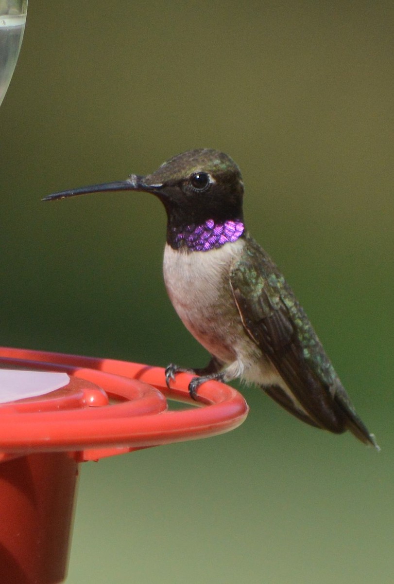 Colibri à gorge noire - ML620705941