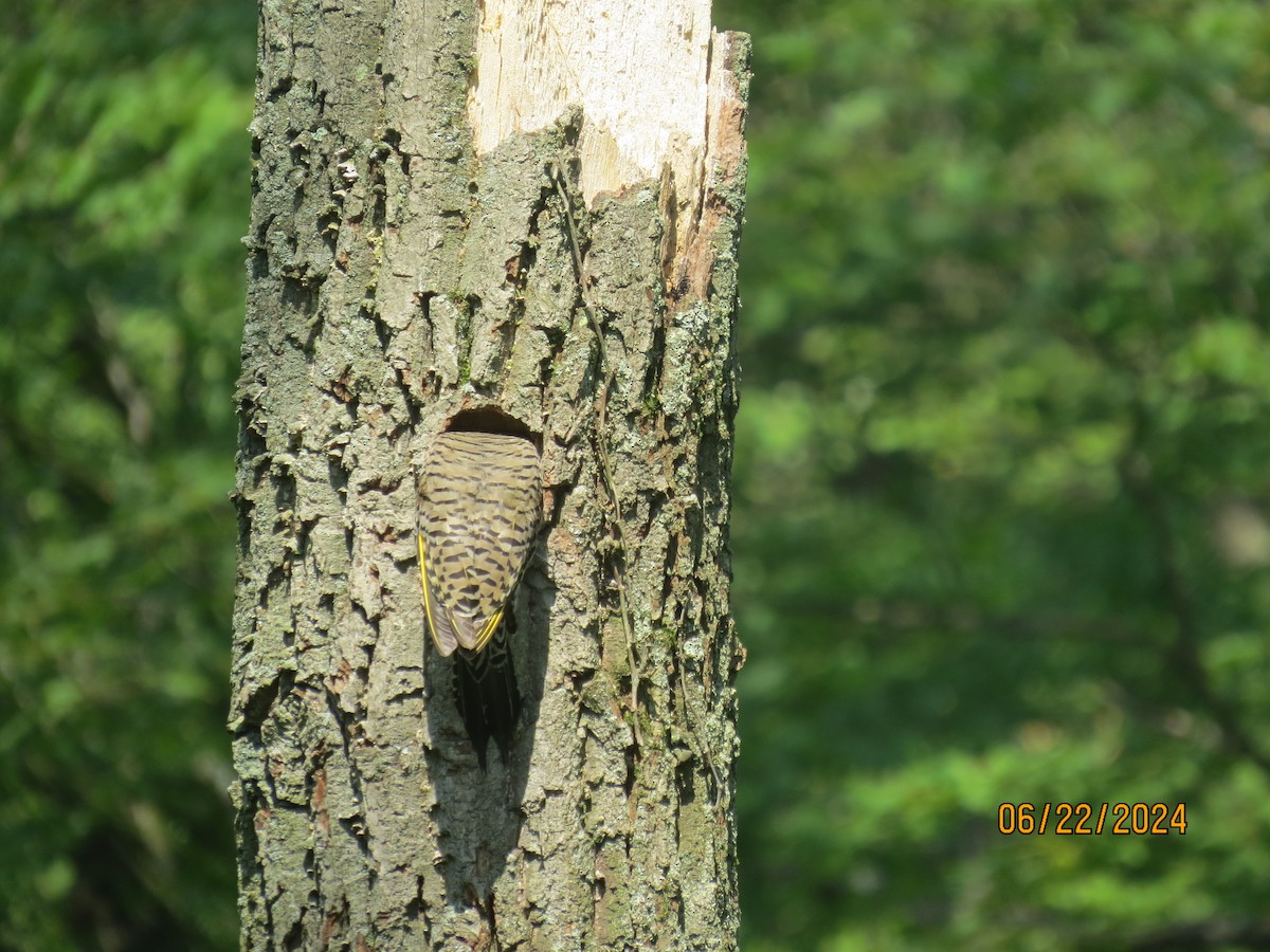 Northern Flicker - ML620705942