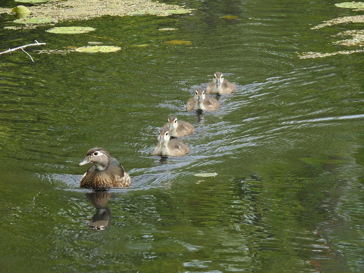 Wood Duck - ML620705943