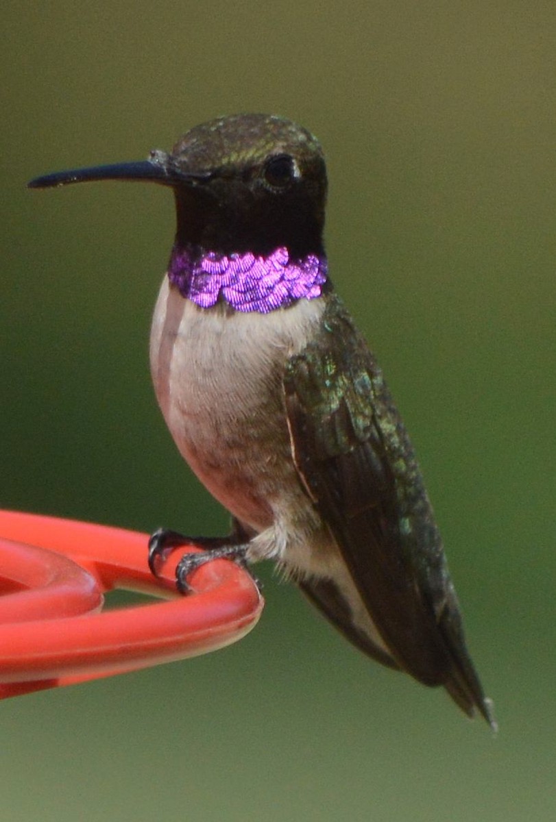 Black-chinned Hummingbird - ML620705946