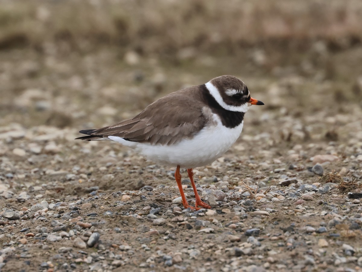 Common Ringed Plover - ML620705953