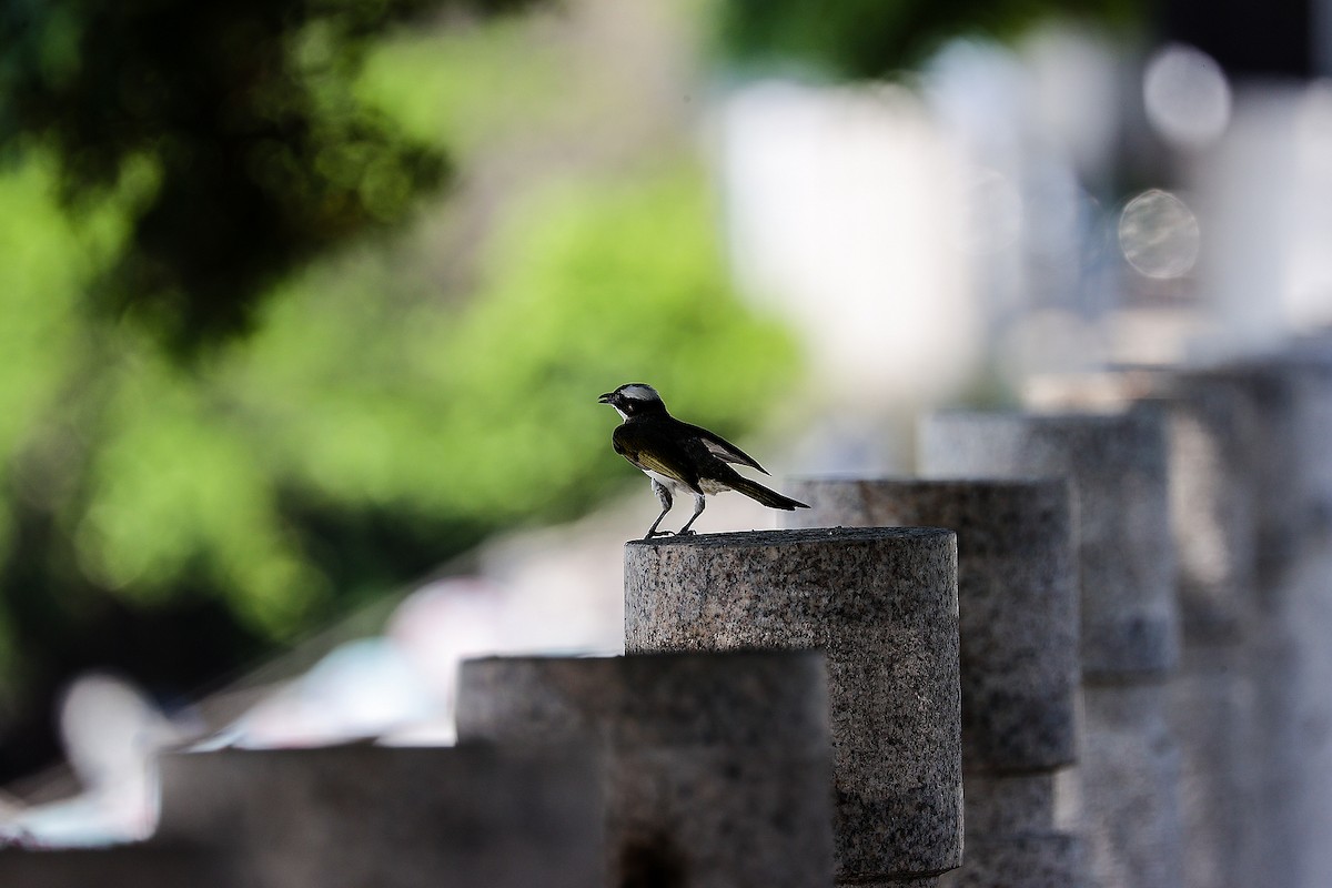 Light-vented Bulbul - ML620705955