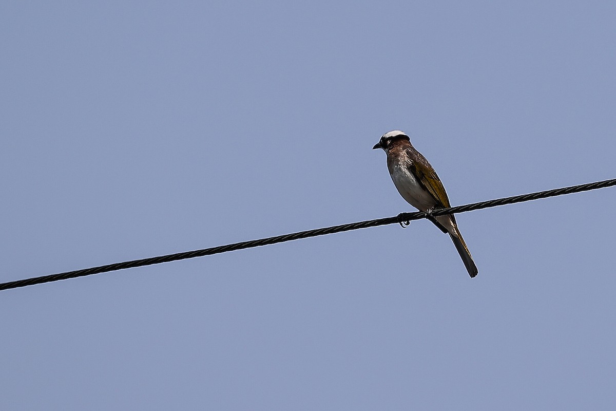 Light-vented Bulbul - ML620705956