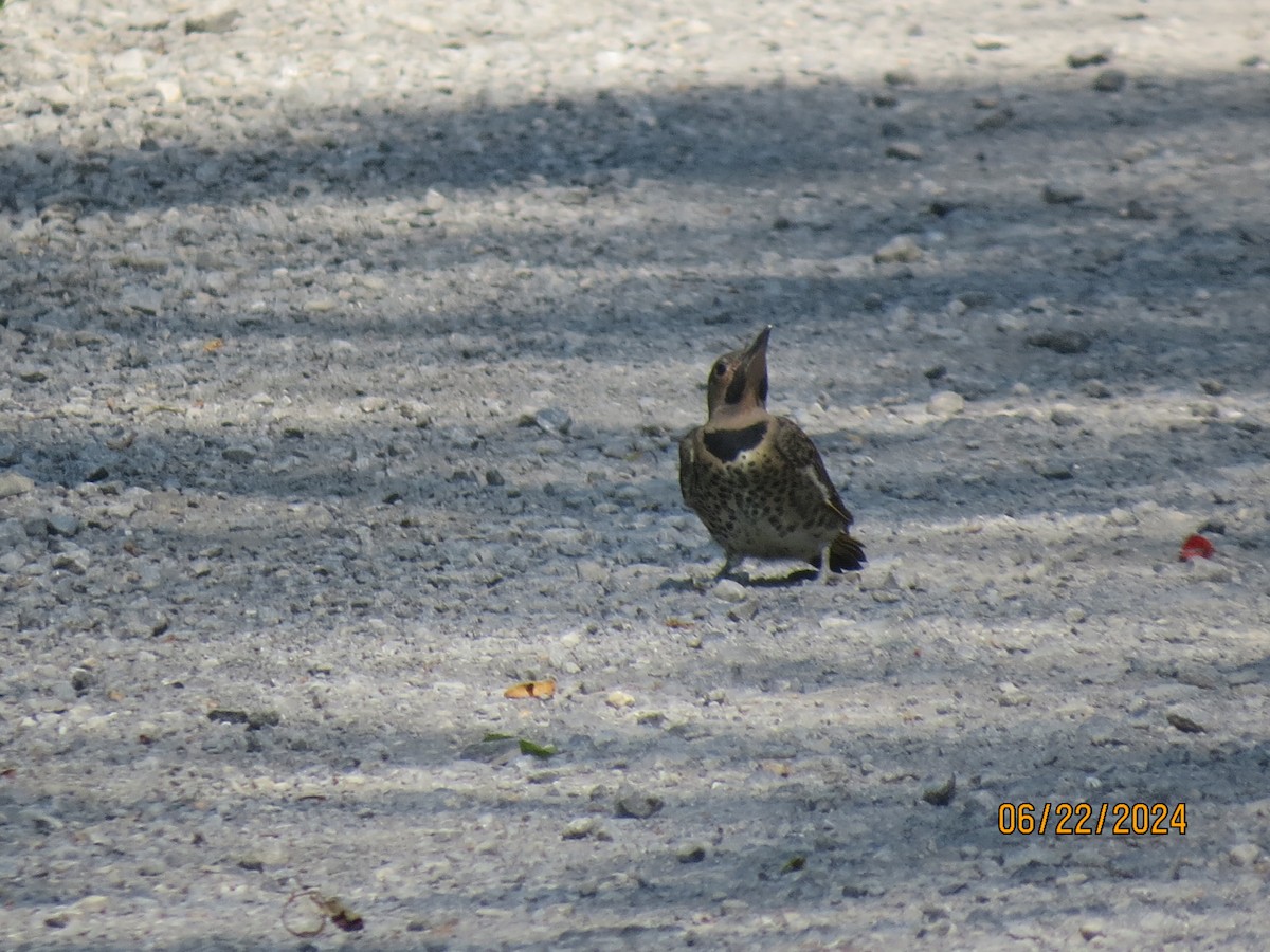 Northern Flicker - ML620705970