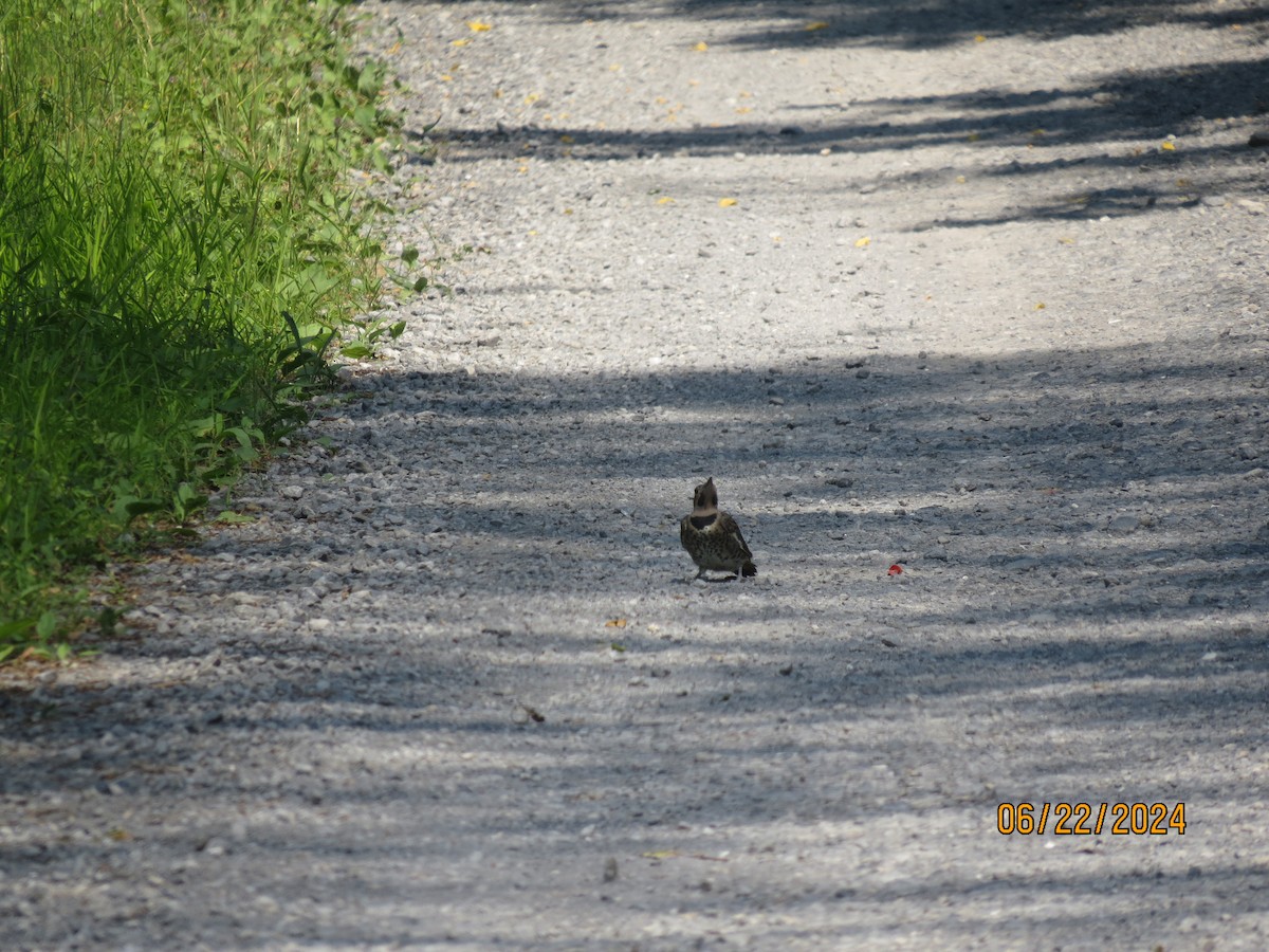 Northern Flicker - ML620705971