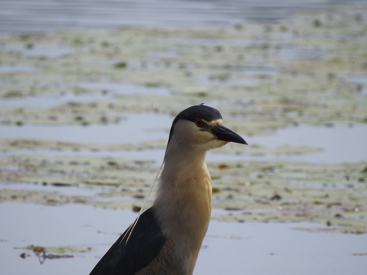 Black-crowned Night Heron - ML620705973