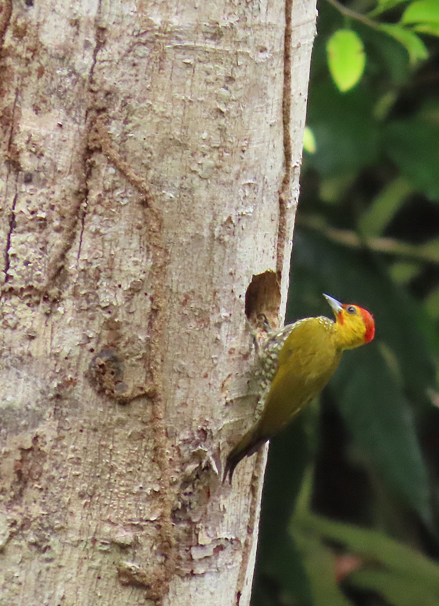 Yellow-throated Woodpecker - ML620705974