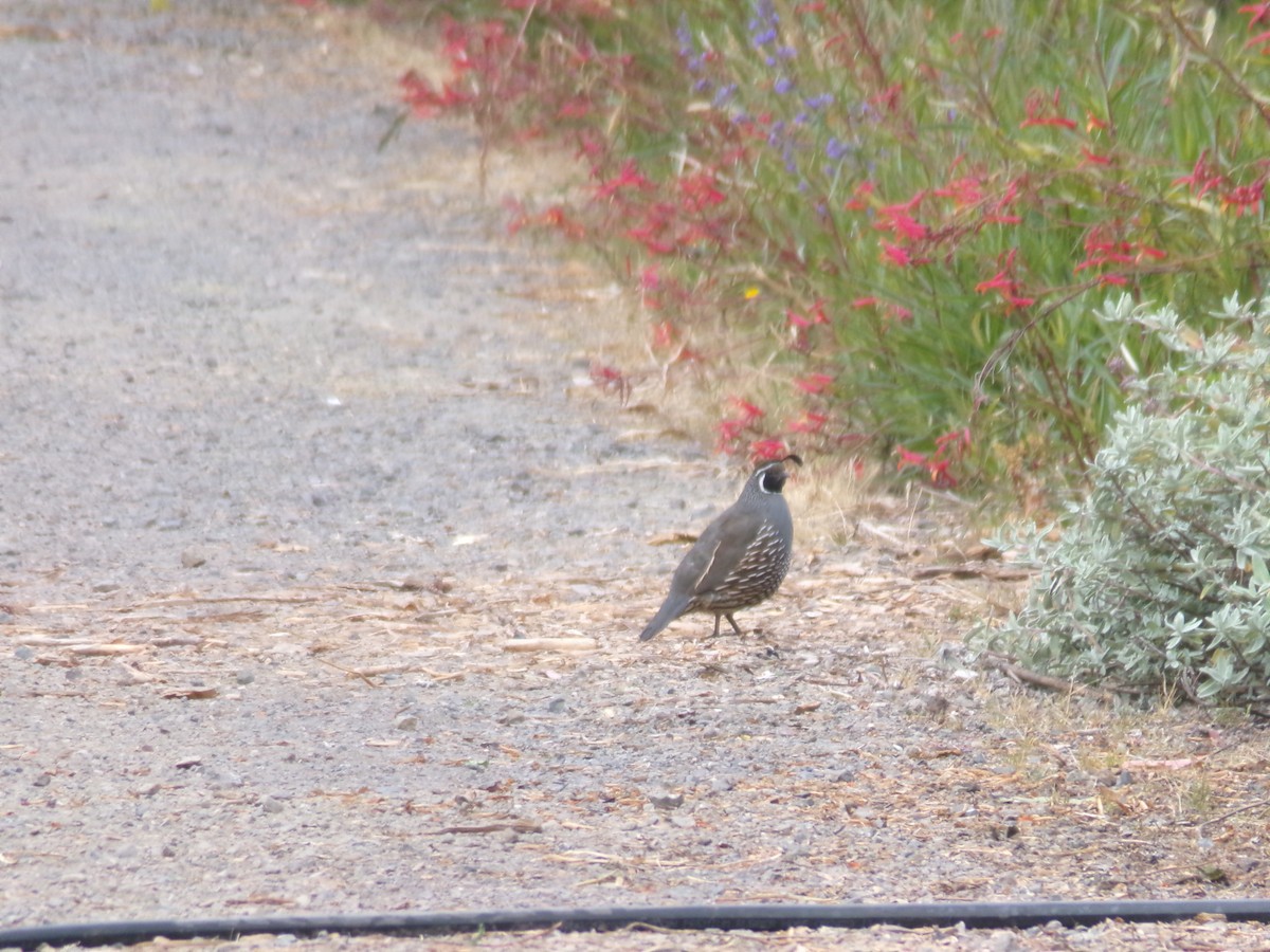 California Quail - ML620705976