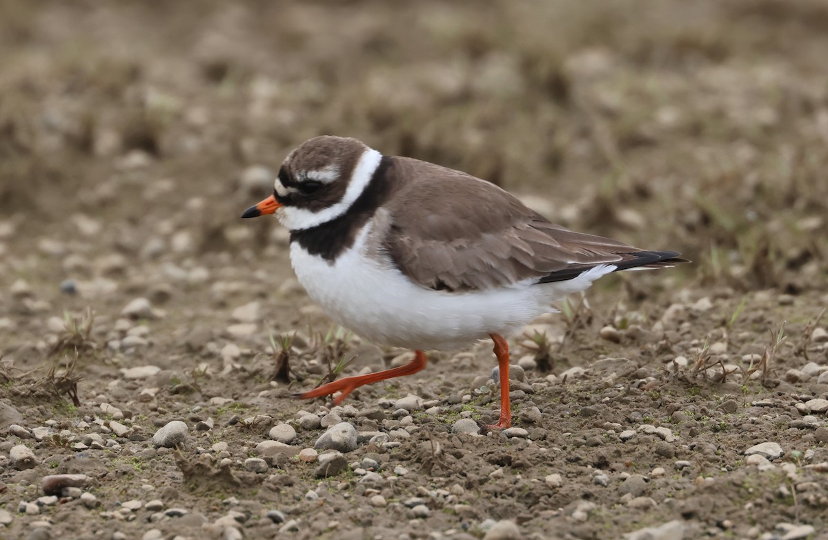 Common Ringed Plover - ML620705977